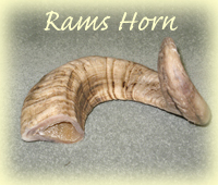 rams horn walking stick